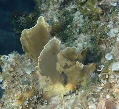 Millepora complanata