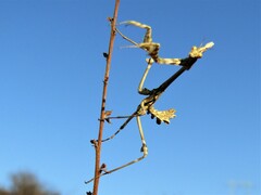 Empusa fasciata
