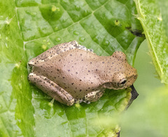 Osteopilus dominicensis