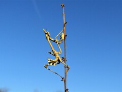 Empusa fasciata