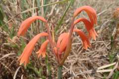 Cyrtanthus bicolor