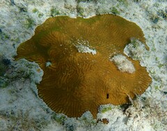 Pseudodiploria clivosa