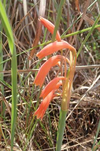 Cyrtanthus bicolor