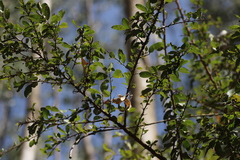 Maytenus arbutifolia