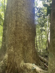 Ceiba pentandra