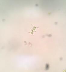 Desmidiaceae