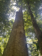 Ceiba pentandra