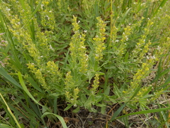 Veronica prostrata