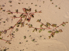 Rumex spinosus