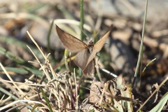 Lignyoptera fumidaria