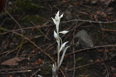 Cephalanthera austiniae