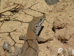 Gallotia atlantica