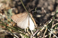 Lignyoptera fumidaria