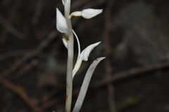Cephalanthera austiniae