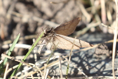 Lignyoptera fumidaria