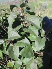 Syringa