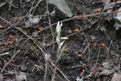 Cephalanthera austiniae
