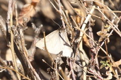 Lignyoptera fumidaria