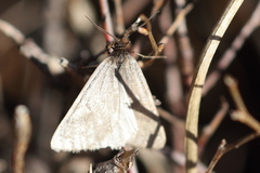 Lignyoptera fumidaria
