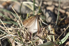 Lignyoptera fumidaria