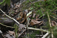 Cephalanthera austiniae