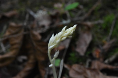 Cephalanthera austiniae
