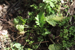 Plantago palmata