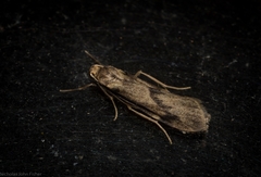 Graphosia stenopepla