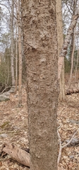 Acer pseudoplatanus