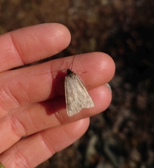 Lignyoptera fumidaria