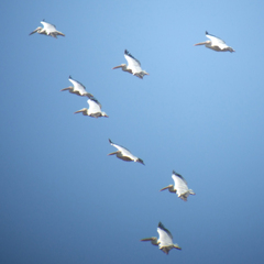 Pelecanus onocrotalus