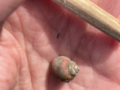 Littorina saxatilis