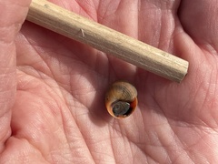 Littorina saxatilis