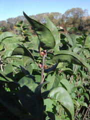 Syringa