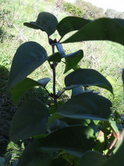 Syringa