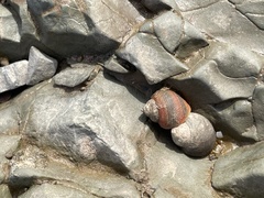Littorina saxatilis