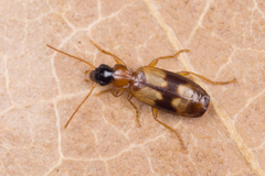Philorhizus sigma