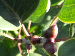 Syringa