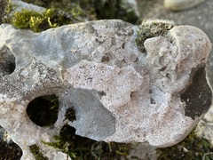 Bagliettoa parmigera