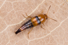 Tachyporus formosus
