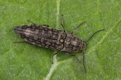 Actenicerus siaelandicus