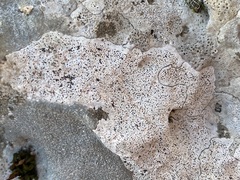 Bagliettoa parmigera