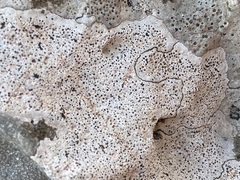 Bagliettoa parmigera