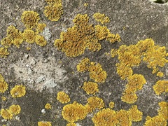 Teloschistaceae