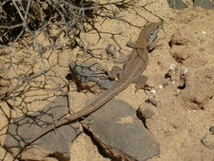 Gallotia atlantica