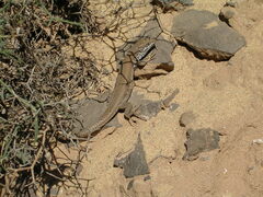Gallotia atlantica