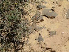 Gallotia atlantica