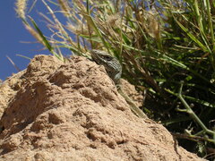 Gallotia atlantica
