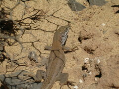 Gallotia atlantica