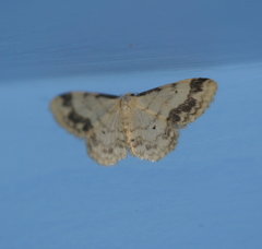 Idaea trigeminata